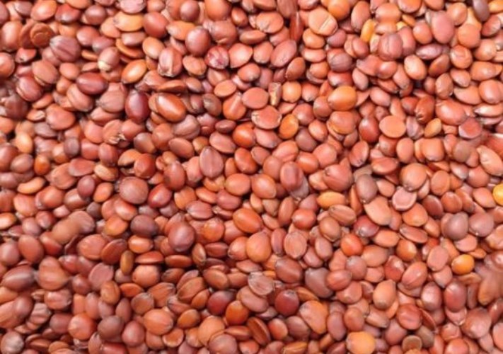 نبات الجوجوبا