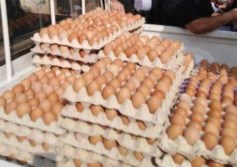 أسعار البيض 